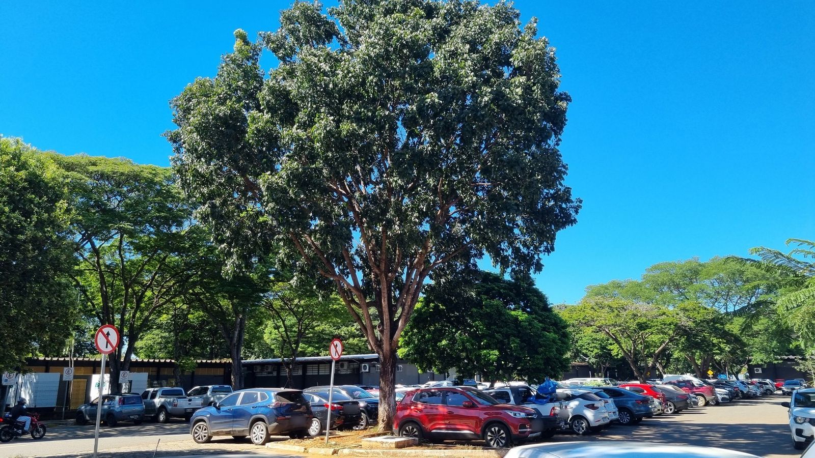 Carros estacionados sob árvores e céu azul no estacionamento do Detran de Goiás, em Goiânia
